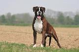 BOXER 366